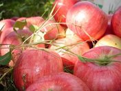 «Яблочные посиделки»