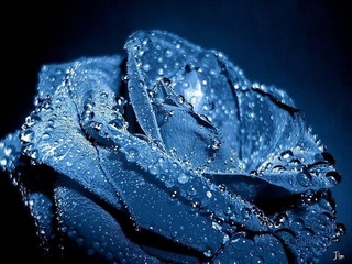 Спектакль «Синяя роза»