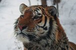Россия и Китай будут вместе сохранять популяцию амурского тигра