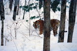 Амурский тигр в преддверии 8 марта перешел из Приморья в Китай