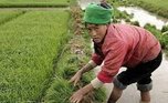 Китайцы бегут из сельхозпредприятий Приморья, не выдерживая рабских условий труда