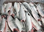 Хранение свыше 190 тонн просроченной рыбной продукции обнаружено в Уссурийске