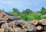 Нарушения законодательства, связанные с перемещением лесоматериалов, выявлены уссурийскими таможенниками