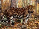 Леопардов и тигров из зоопарков будут выпускать на волю в Приморье