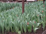 Более 10 тысяч тюльпанов и фрезий вырастили цветоводы Уссурийска к 8 марта