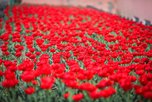 Около 250 тысяч цветов распустится на клумбах Уссурийска