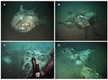 Исследователи нашли уникальное подводное кладбище морских гигантов