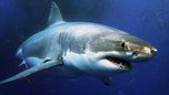 Таинственный монстр, растерзавший 3-метровую акулу-людоеда, озадачил ученых