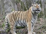 Двое жителей Уссурийска предстанут перед судом за сбыт шкуры Амурского тигра