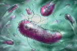 Кишечная палочка и мириады бактерий - результат лабораторных исследований сырья и продукции в Уссурийске
