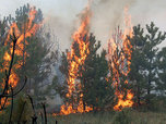 В Уссурийском городском округе ликвидирован лесной пожар