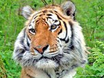 На Дальнем Востоке учтено около 540 особей уссурийского тигра