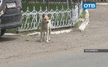 В Уссурийске начал работу закон по отлову беспризорных собак и котов