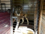 Спасенный из затопленного зоопарка в Уссурийске лев Грей съедает в день по 10 кг мяса