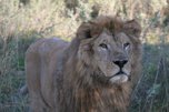 Лев из подтопленного уссурийского зоопарка выздоровел и набрал вес