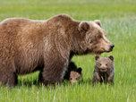 Четыре голодных медведя забрели в Уссурийск