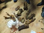 Уголовное дело по факту обнаружения костей амурского тигра возбуждено в Уссурийске