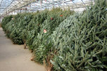 В Приморье к Новому году заготовят около 10 тысяч елок
