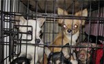 Полицейскими возбуждено уголовное дело в отношении похитителя собаки в Уссурийске 