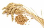 На складе уссурийской компании обнаружены 560 тонн зараженной пшеницы