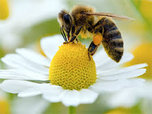 Жители Уссурийска пожаловались на покусавших их пчел