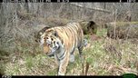 Учёные исследуют тигров в Уссурийском заповеднике