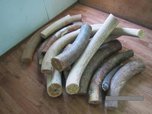 Более 230 кг бивней мамонта изъяла Уссурийская таможня