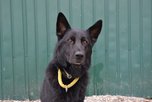 В Уссурийске полицейская собака по кличке Опал помогла раскрыть грабеж