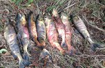 Почти 700 килограммов красной рыбы изъяли из незаконного оборота в Приморье