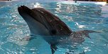 Вскрытие погибших в Приморском океанариуме дельфинов проведут в Уссурийске