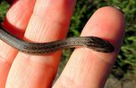 Редкая краснокнижная змея обнаружена на «Земле леопарда» в Приморье