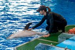 Дельфинов в Приморском океанариуме намеренно отравили — Серков