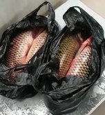 Более 94 кг рыбы пытались незаконно вывезти из России граждане КНР