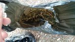 В селе под Уссурийском сотрудники транспортной полиции изъяли около пяти килограммов марихуаны
