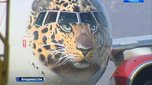 Впервые во Владивосток прилетел борт с дальневосточным леопардом на носу