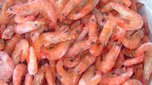 Морепродукты с кишечной палочкой выявили в Приморье