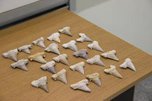 Уссурийские таможенники передали зубы акулы в музей ДВФУ