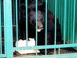 В зооэкспозиции городского парка Уссурийска медведь покалечил рабочего