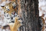 В Приморье раненый охотник оклеветал тигра