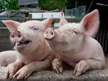 Подтвержден очаг вируса африканской чумы свиней на территории Михайловского района