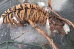 Обезглавленный труп амурского тигра доставили в Приморье из Хабаровска для экспертизы