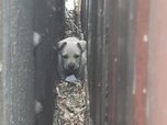 В Приморье спасли щенка, который застрял между гаражами