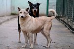 Первую партию бездомных собак после стерилизации выпустили в Уссурийске