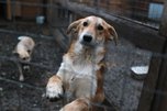 За месяц в Уссурийске отловили более ста безнадзорных собак