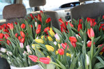 Специализированная «Ярмарка цветов» в Уссурийске откроется 6 марта