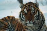 В тайге погибла молодая тигрица