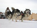 Традиционные гонки на собачьих упряжках прошли в Приморье