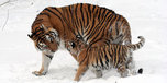 Экологи провели сбор информации для диагностики заболеваний у тигрицы Путина и ее тигрят