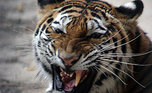 Экологи в Приморье провели расследование гибели трех амурских тигров
