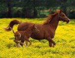 В селах Уссурийского округа участились кражи лошадей
